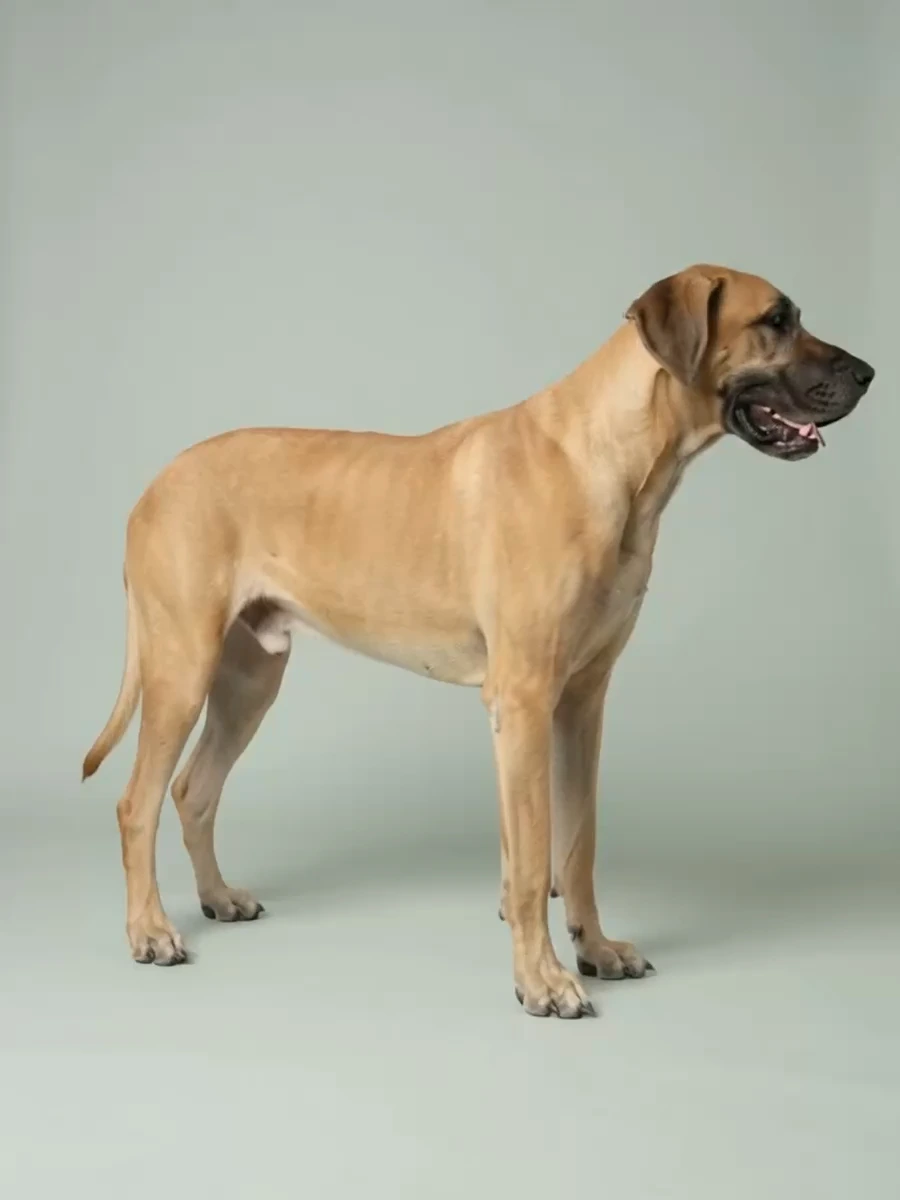 Great Dane representing Extra Large dog size category