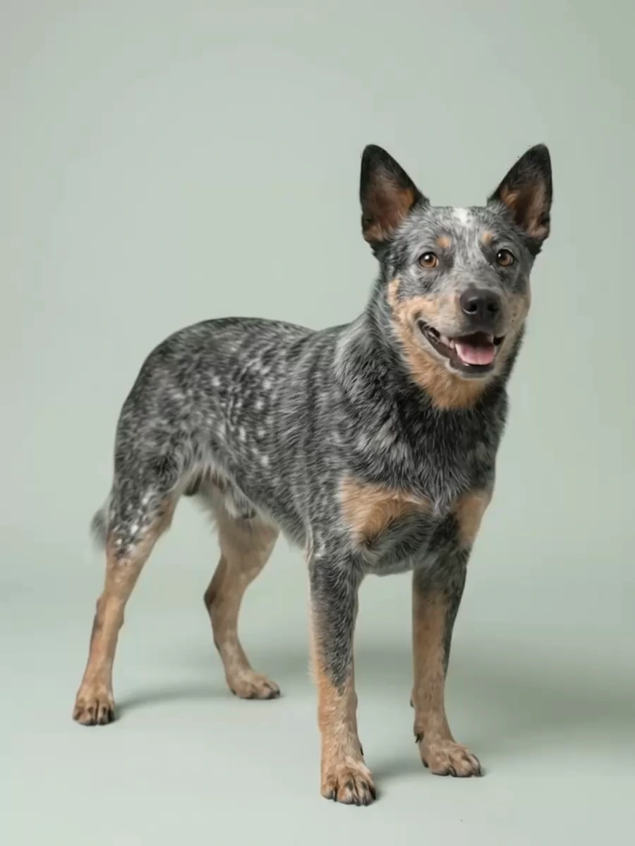 Blue Heeler representing Medium dog size category