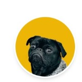 Ash the Pug