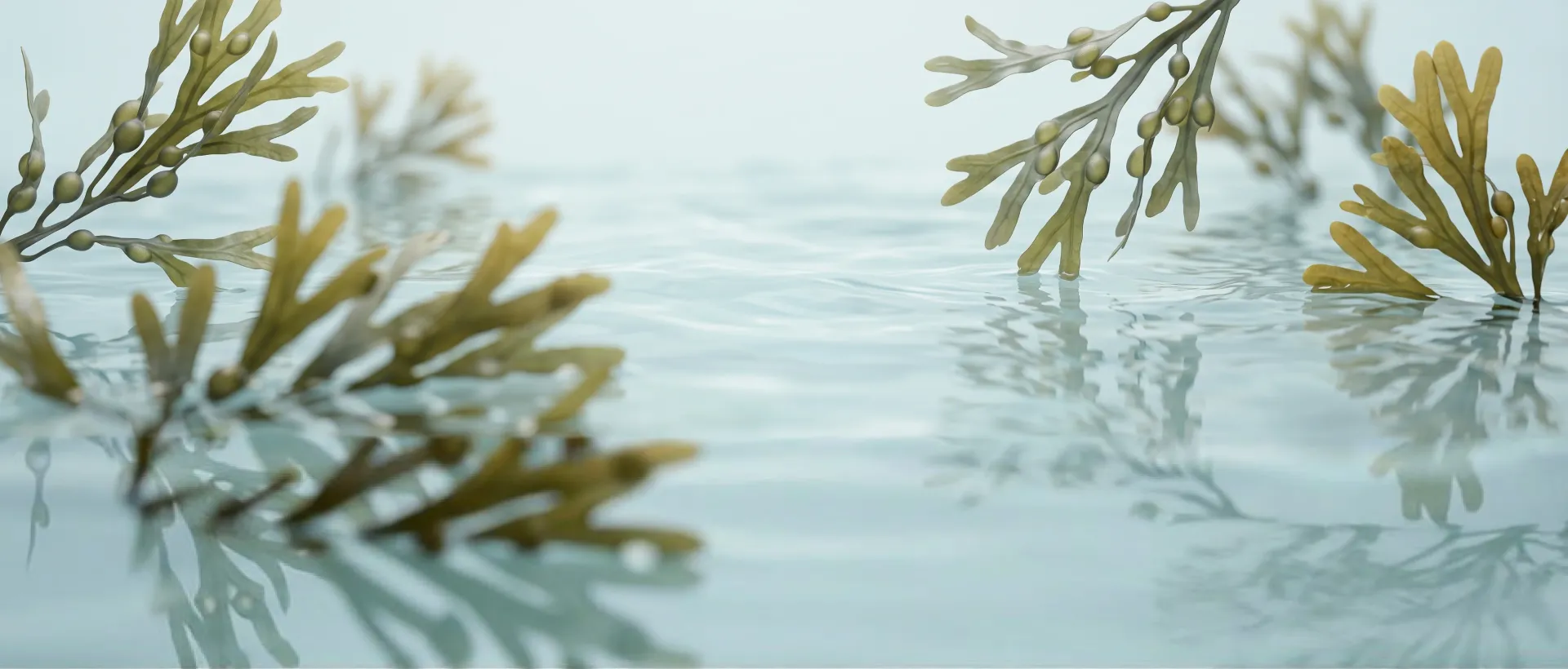 Ascophyllum nodosum seaweed in crystal clear water
